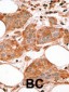 Bcl-G BH3 Domain Antibody